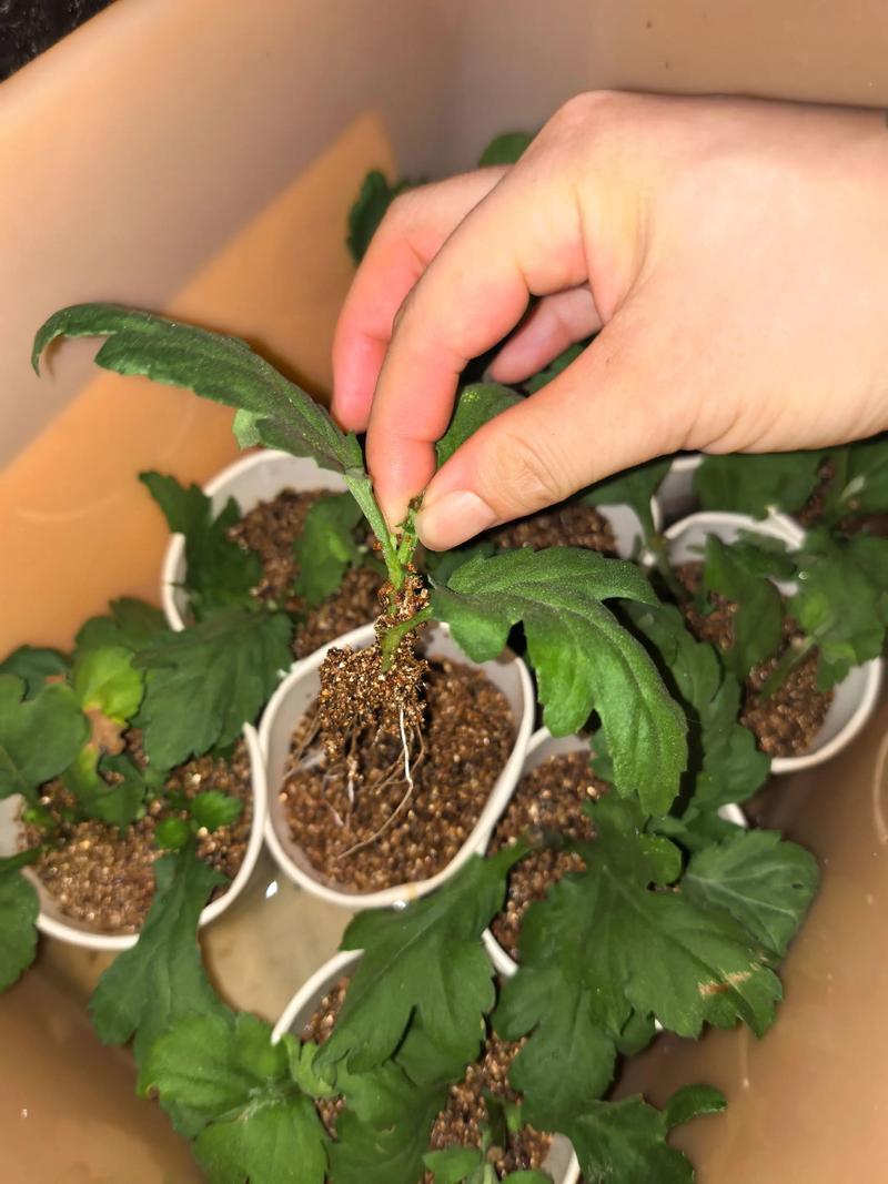 多头菊扦插方法？多头菊扦插方法图解？-第3张图片-优品飞百科