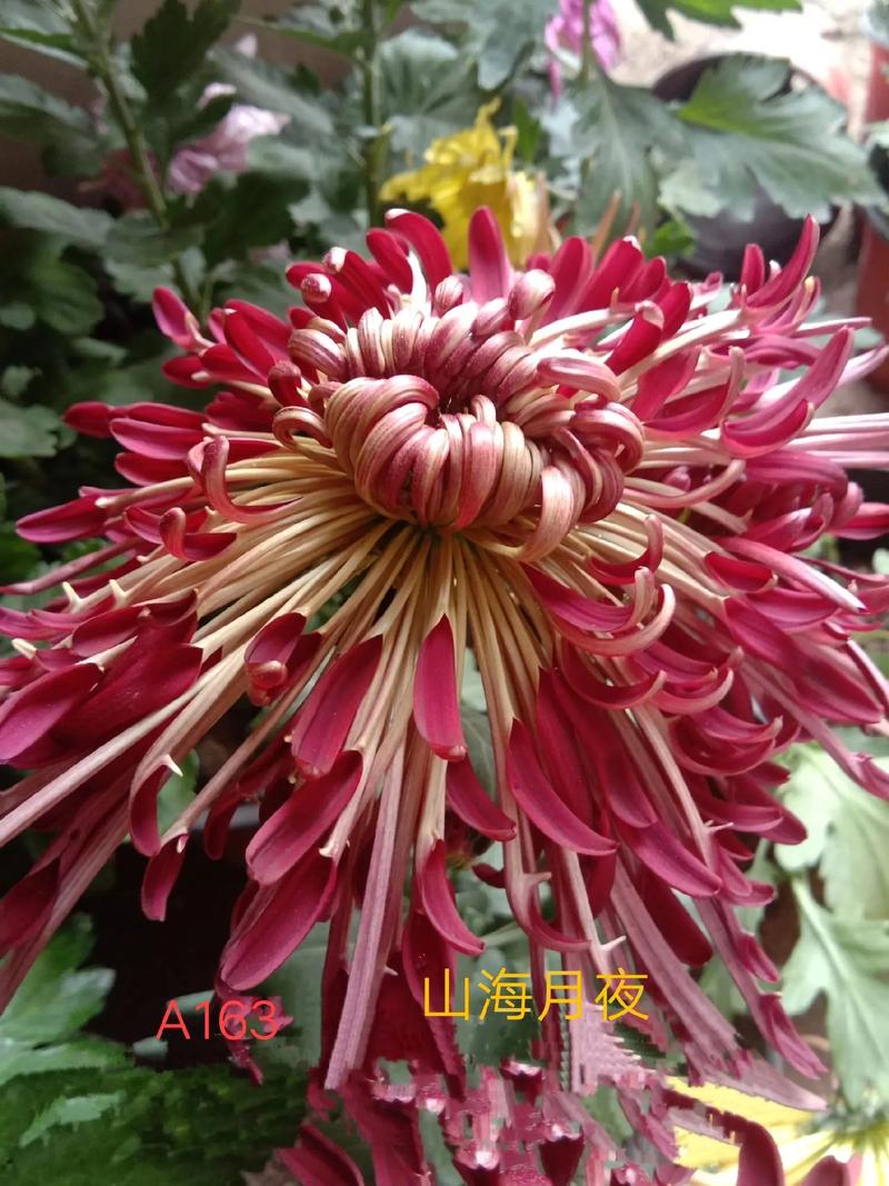 多头菊扦插方法？多头菊扦插方法图解？-第5张图片-优品飞百科