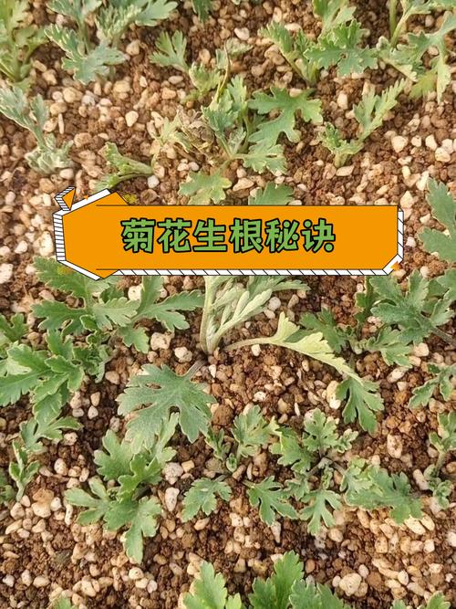 多头菊扦插方法？多头菊扦插方法图解？-第6张图片-优品飞百科