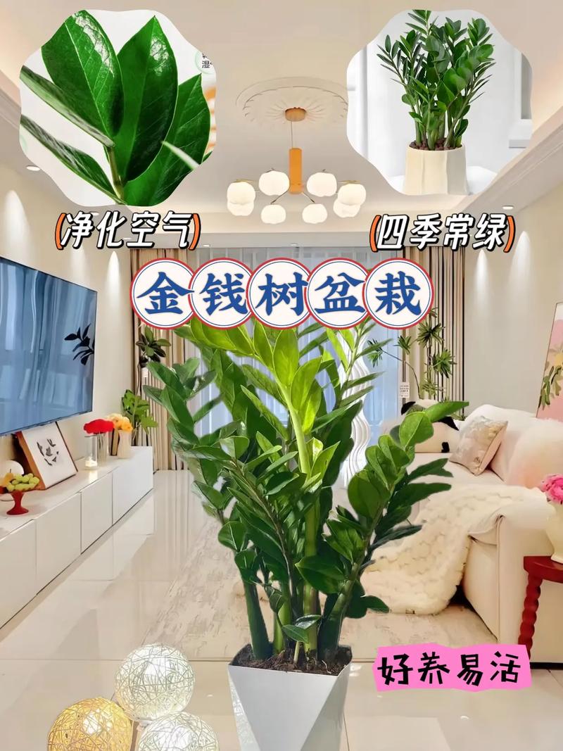 金钱树有毒吗，金钱树有毒吗?能在家里养吗?