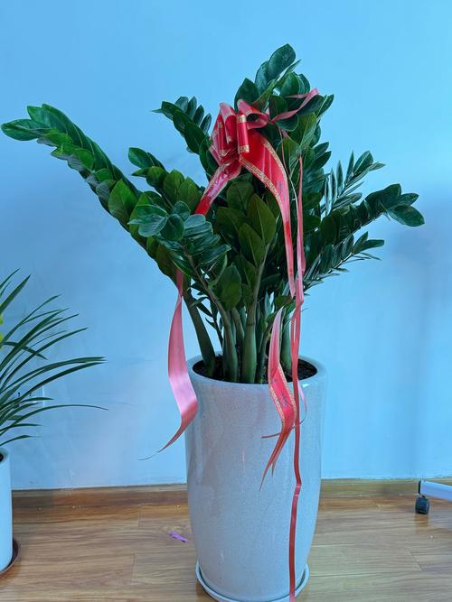 金钱树有毒吗，金钱树有毒吗?能在家里养吗?-第2张图片-优品飞百科