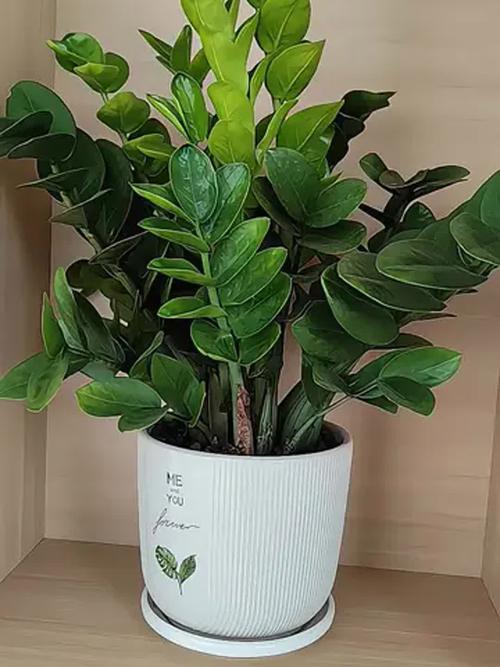 金钱树有毒吗，金钱树有毒吗?能在家里养吗?-第3张图片-优品飞百科