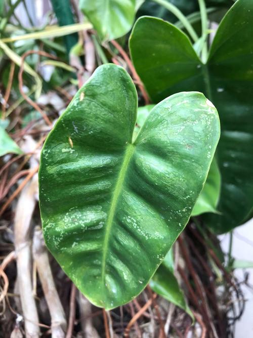 金钱树有毒吗，金钱树有毒吗?能在家里养吗?-第4张图片-优品飞百科