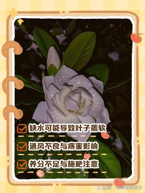 移栽的栀子花叶子蔫了是什么原因，移栽栀子花枯萎了怎么办-第2张图片-优品飞百科