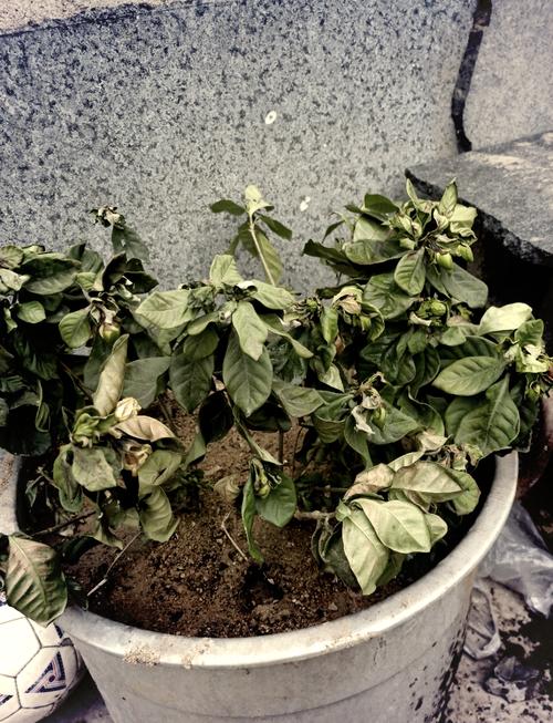 移栽的栀子花叶子蔫了是什么原因，移栽栀子花枯萎了怎么办-第4张图片-优品飞百科