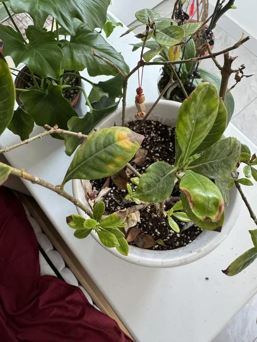 移栽的栀子花叶子蔫了是什么原因，移栽栀子花枯萎了怎么办-第5张图片-优品飞百科