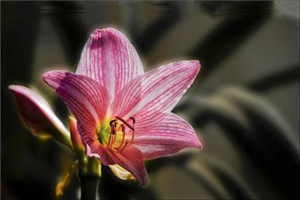 对兰的养殖方法？对兰的养殖方法有哪些？