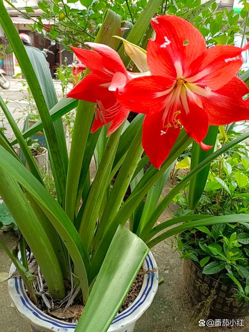 对兰的养殖方法?对兰的养殖方法有哪些?-第2张图片-优品飞百科 对兰的养殖方法?对兰的养殖方法有哪些?-第2张图片-优品飞百科