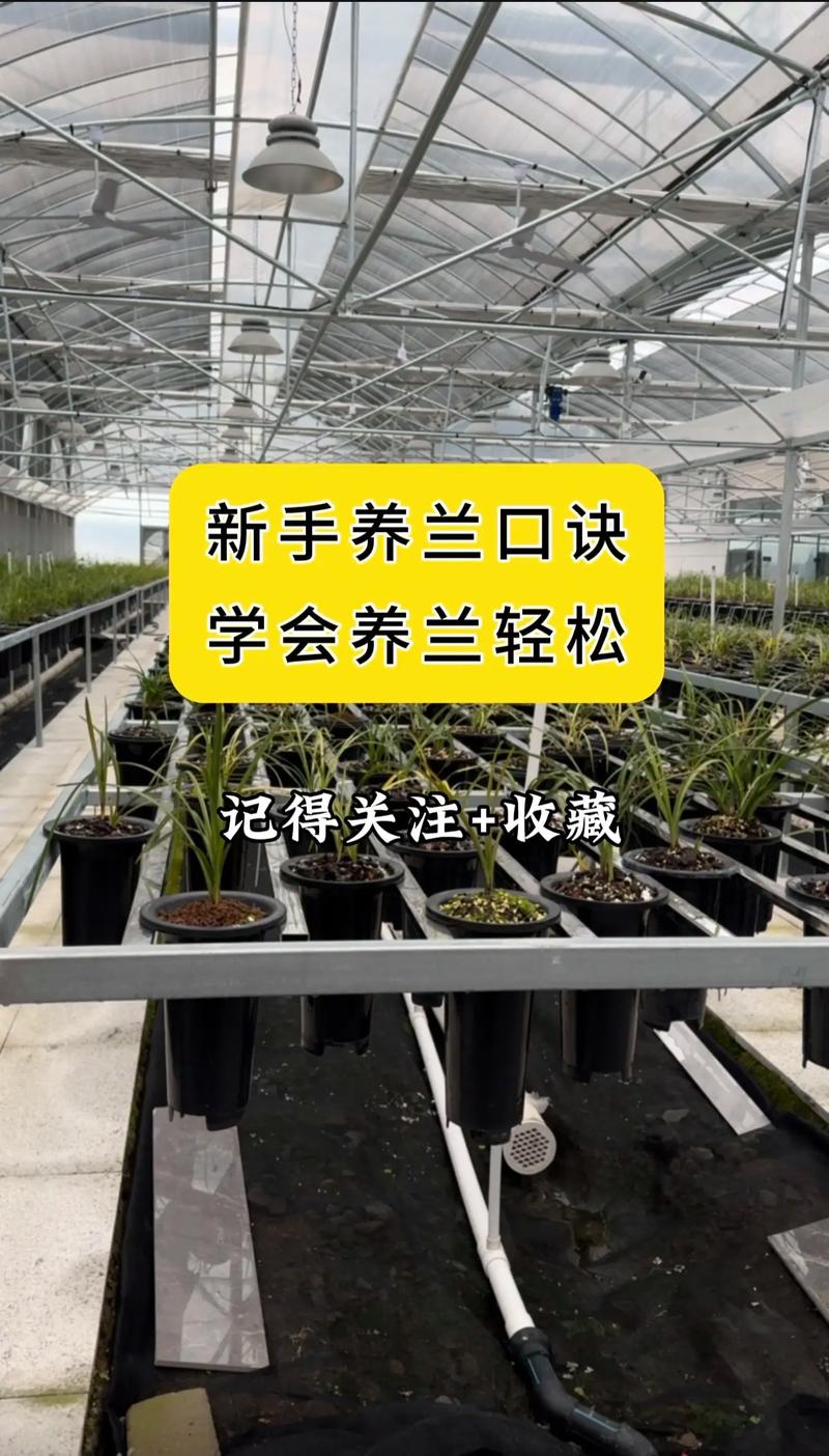 对兰的养殖方法?对兰的养殖方法有哪些?-第4张图片-优品飞百科 对兰的养殖方法?对兰的养殖方法有哪些?-第4张图片-优品飞百科