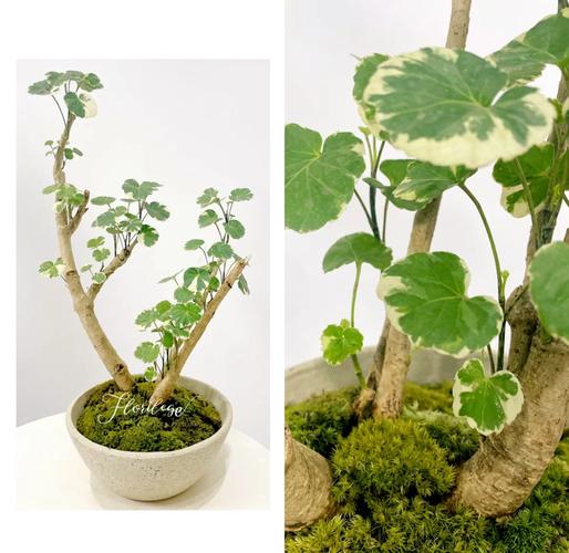 福禄桐的花语和寓意，送人有什么禁忌？福禄桐花卉怎么栽培？