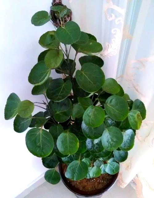 福禄桐的花语和寓意，送人有什么禁忌？福禄桐花卉怎么栽培？-第4张图片-优品飞百科