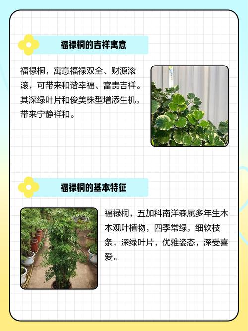 福禄桐的花语和寓意，送人有什么禁忌？福禄桐花卉怎么栽培？-第3张图片-优品飞百科
