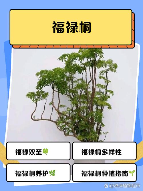 福禄桐的花语和寓意，送人有什么禁忌？福禄桐花卉怎么栽培？-第5张图片-优品飞百科