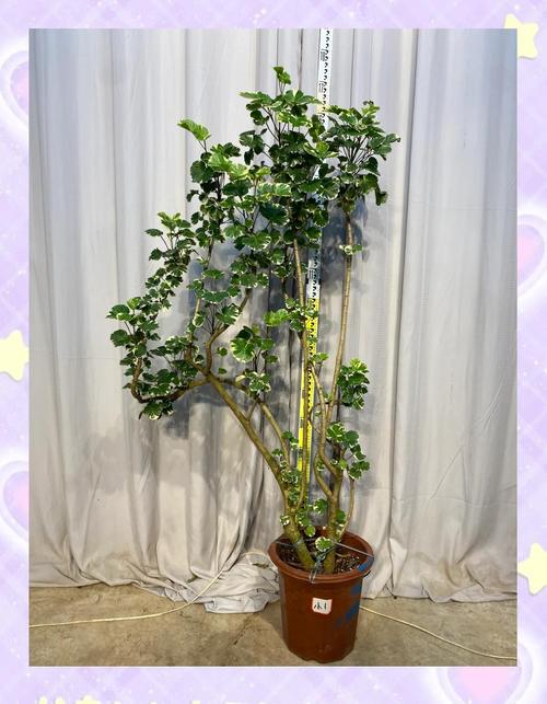 福禄桐的花语和寓意，送人有什么禁忌？福禄桐花卉怎么栽培？-第6张图片-优品飞百科