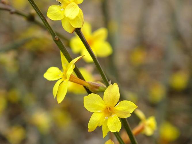 迎春花多少天浇次水？迎春花多久换盆？-第2张图片-优品飞百科