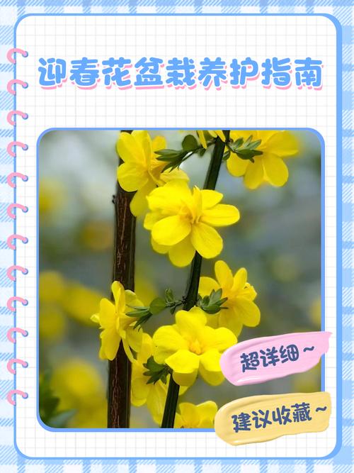 迎春花多少天浇次水？迎春花多久换盆？-第3张图片-优品飞百科