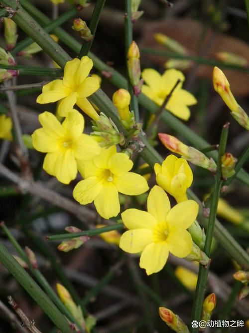迎春花多少天浇次水？迎春花多久换盆？-第4张图片-优品飞百科