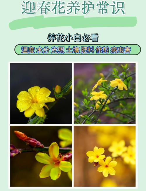 迎春花多少天浇次水？迎春花多久换盆？-第5张图片-优品飞百科