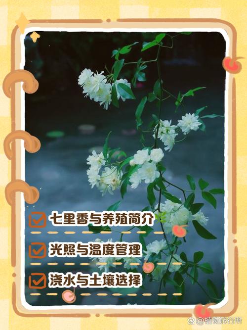 七里香怎么繁殖，七里香怎么育苗