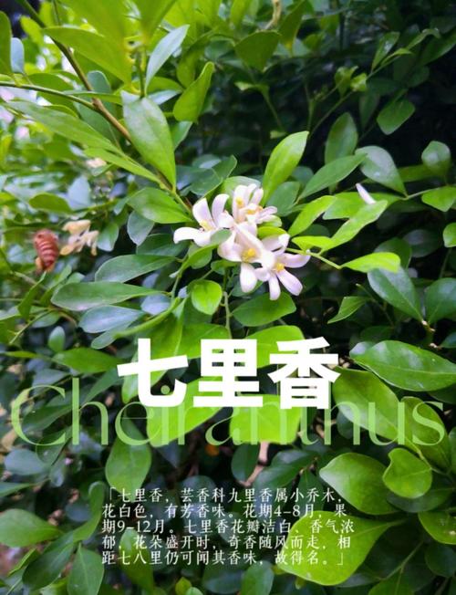 七里香怎么繁殖，七里香怎么育苗-第2张图片-优品飞百科