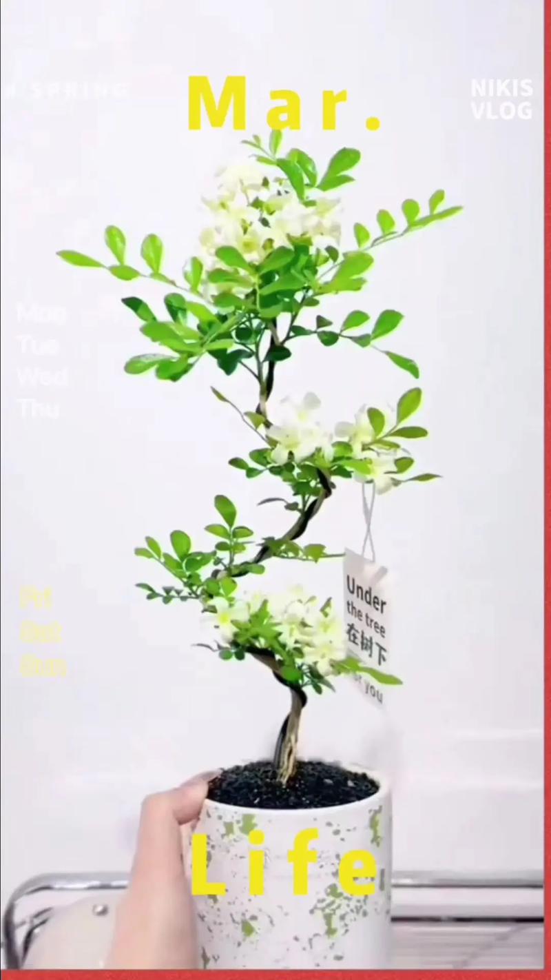 七里香怎么繁殖，七里香怎么育苗-第3张图片-优品飞百科