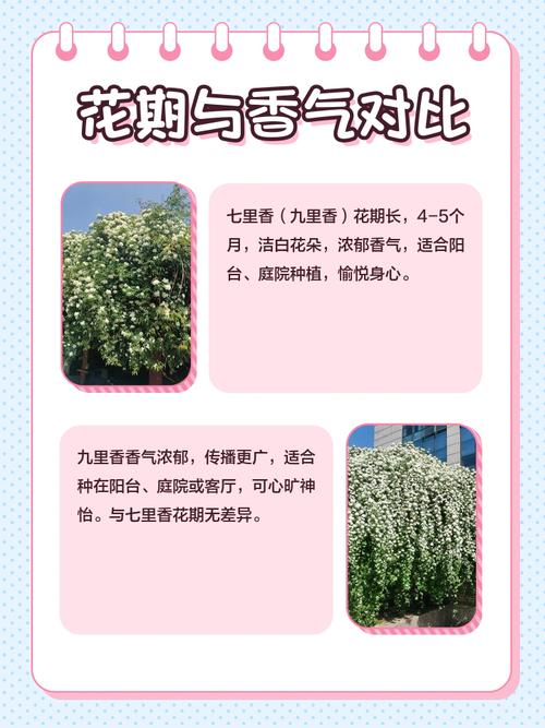 七里香怎么繁殖，七里香怎么育苗-第4张图片-优品飞百科