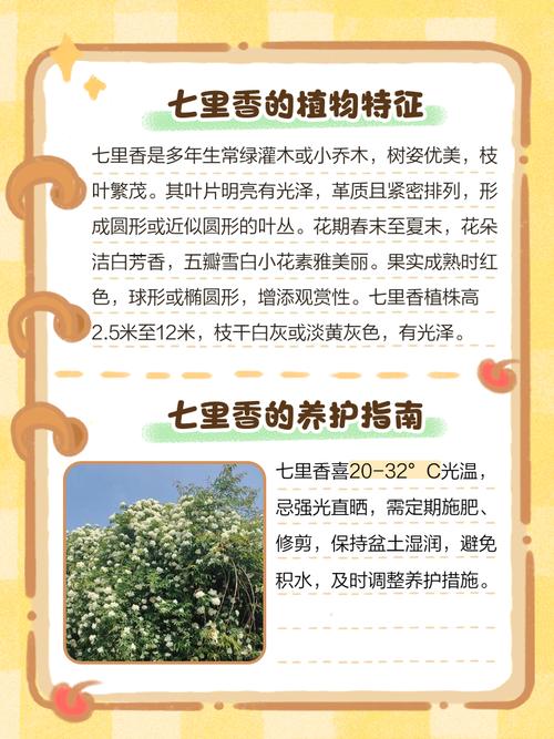 七里香怎么繁殖，七里香怎么育苗-第5张图片-优品飞百科