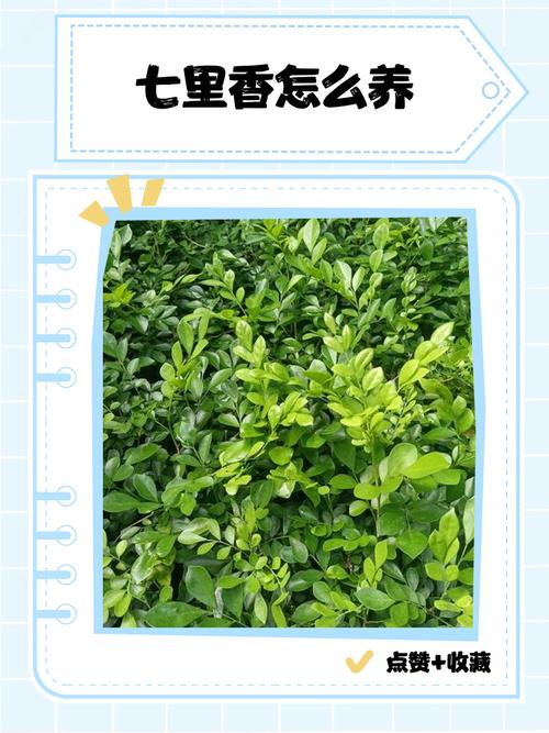 七里香怎么繁殖，七里香怎么育苗-第6张图片-优品飞百科