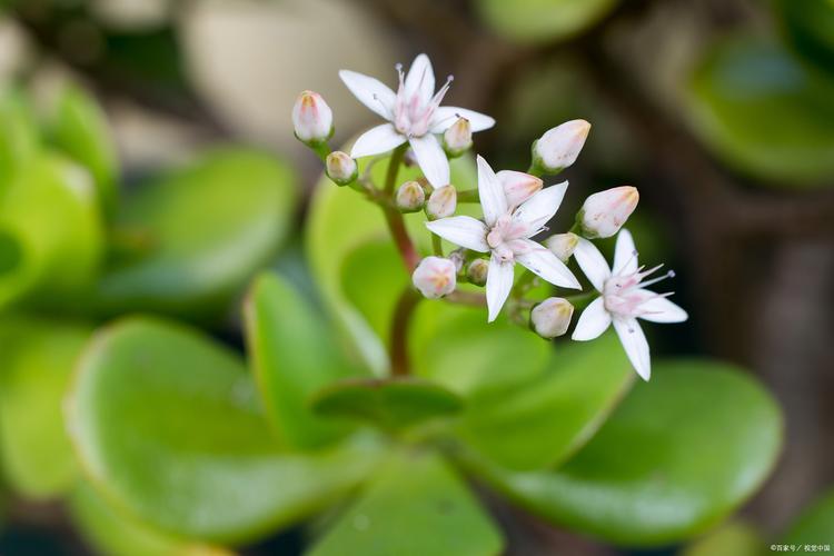 七里香怎么繁殖，七里香怎么育苗-第7张图片-优品飞百科