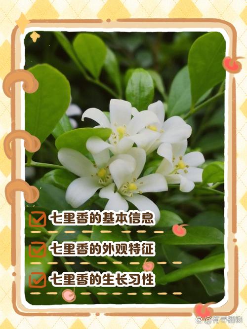 七里香怎么繁殖，七里香怎么育苗-第8张图片-优品飞百科