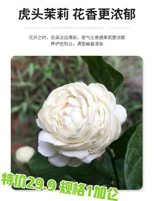 虎头茉莉几年开花，虎头茉莉多久开花