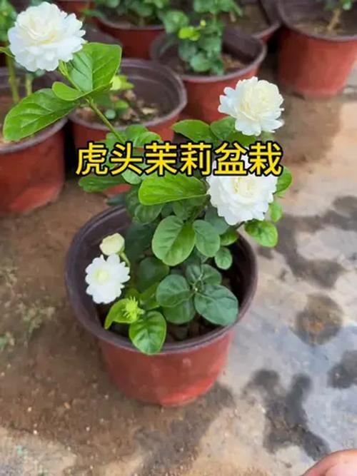 虎头茉莉几年开花，虎头茉莉多久开花-第2张图片-优品飞百科
