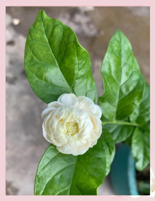 虎头茉莉几年开花，虎头茉莉多久开花-第3张图片-优品飞百科