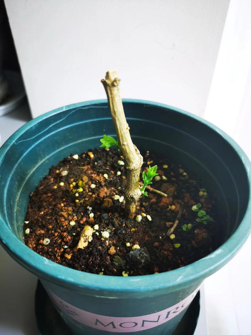 虎头茉莉几年开花，虎头茉莉多久开花-第4张图片-优品飞百科