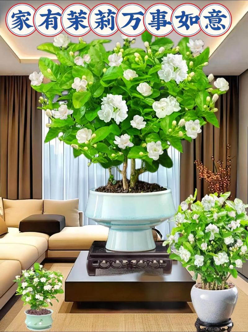 虎头茉莉几年开花，虎头茉莉多久开花-第6张图片-优品飞百科