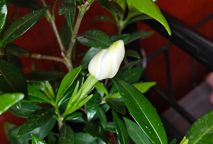 虎头茉莉几年开花，虎头茉莉多久开花-第7张图片-优品飞百科