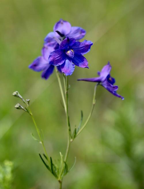 翠雀的功效和作用，翠雀草图片？-第1张图片-优品飞百科