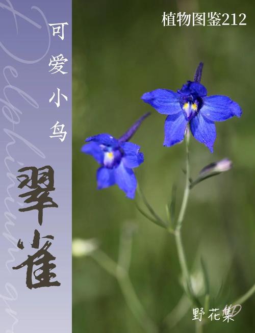 翠雀的功效和作用，翠雀草图片？-第4张图片-优品飞百科