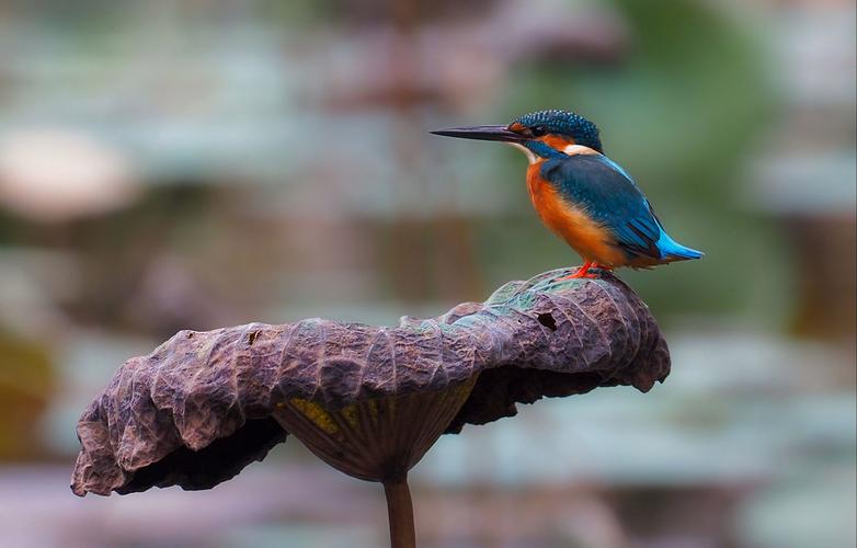 翠雀的功效和作用，翠雀草图片？-第5张图片-优品飞百科