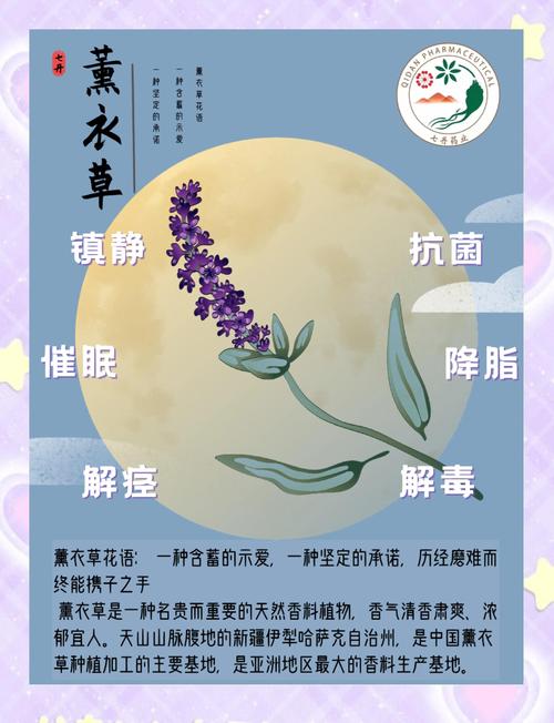 薰衣草茶的功效与作用？薰衣草 茶？