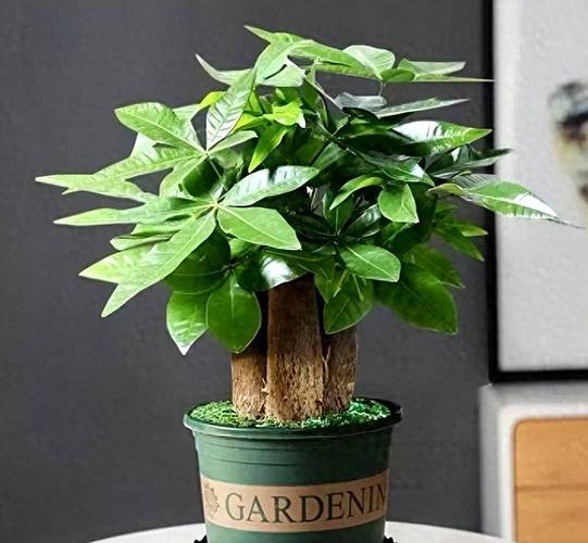 新房子就养这盆花,吸甲醛旺风水,家里边边角角全包了!,新房子摆什么花吸甲醛-第3张图片-优品飞百科 新房子就养这盆花,吸甲醛旺风水,家里边边角角全包了!,新房子摆什么花吸甲醛-第3张图片-优品飞百科