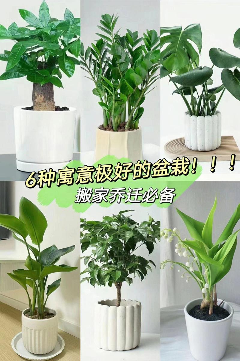 新房子就养这盆花,吸甲醛旺风水,家里边边角角全包了!,新房子摆什么花吸甲醛-第5张图片-优品飞百科 新房子就养这盆花,吸甲醛旺风水,家里边边角角全包了!,新房子摆什么花吸甲醛-第5张图片-优品飞百科