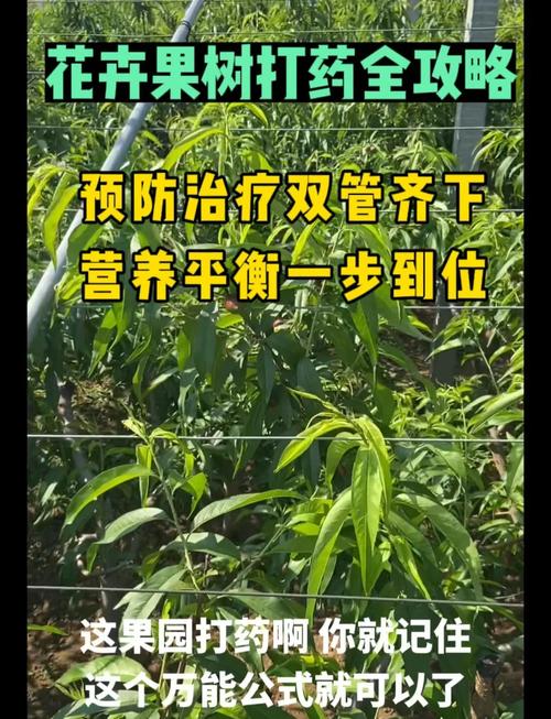 果树打药时间，果树打药时间间隔多久打一次-第5张图片-优品飞百科
