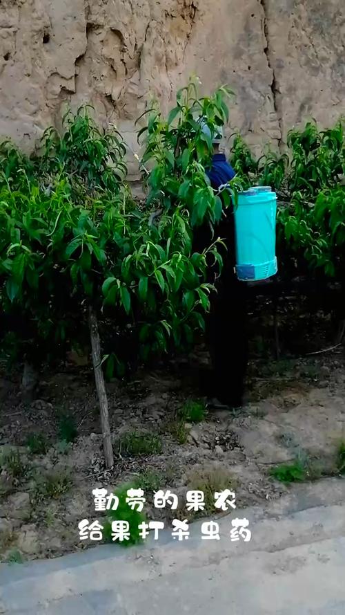 果树打药时间，果树打药时间间隔多久打一次-第6张图片-优品飞百科