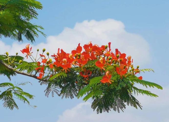 金凤花的养殖方法及注意事项,金凤花的养殖方法及注意事项图片?-第3张图片-优品飞百科 金凤花的养殖方法及注意事项,金凤花的养殖方法及注意事项图片?-第3张图片-优品飞百科