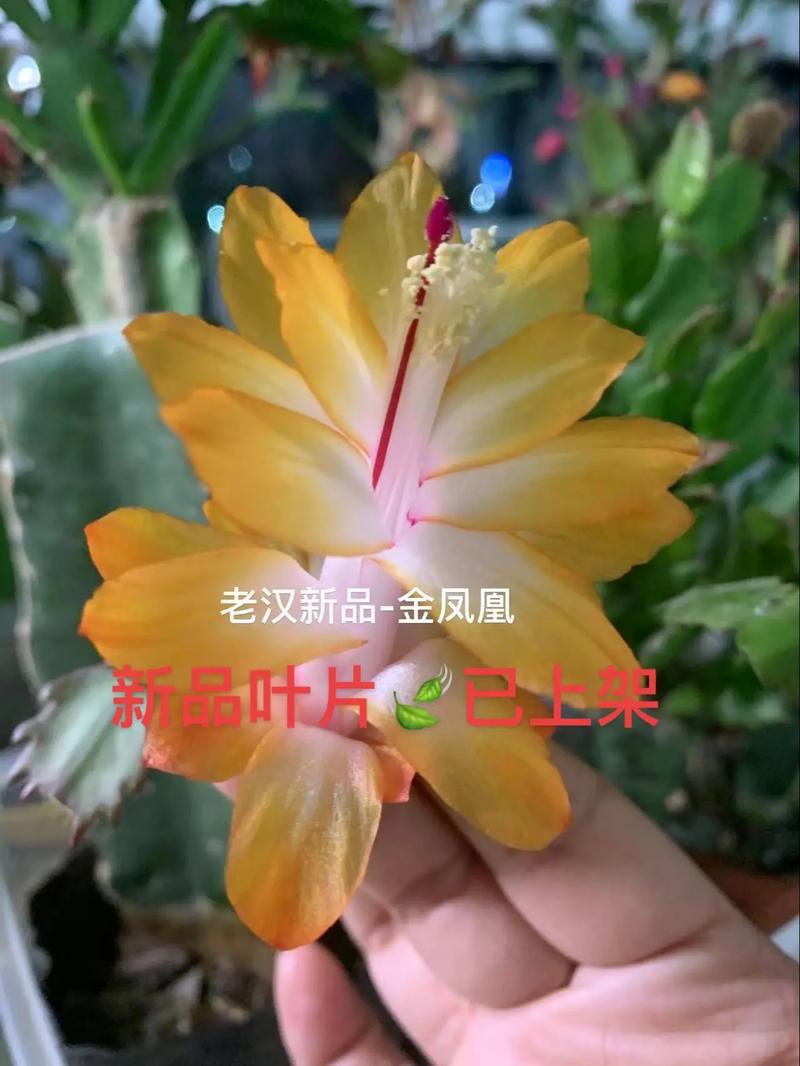 金凤花的养殖方法及注意事项,金凤花的养殖方法及注意事项图片?-第4张图片-优品飞百科 金凤花的养殖方法及注意事项,金凤花的养殖方法及注意事项图片?-第4张图片-优品飞百科