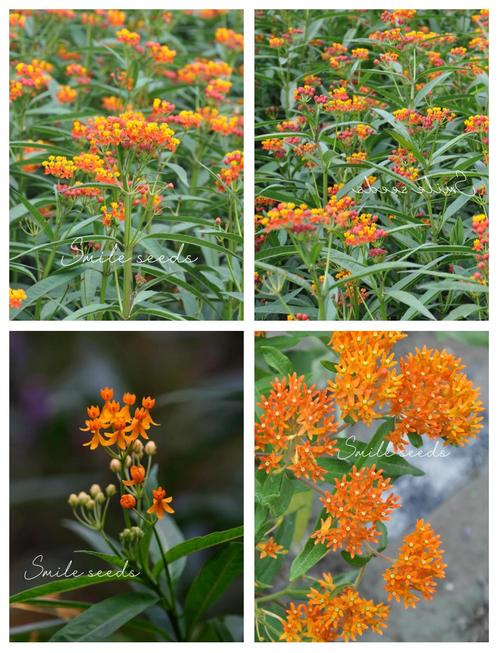 金凤花的养殖方法及注意事项,金凤花的养殖方法及注意事项图片?-第5张图片-优品飞百科 金凤花的养殖方法及注意事项,金凤花的养殖方法及注意事项图片?-第5张图片-优品飞百科