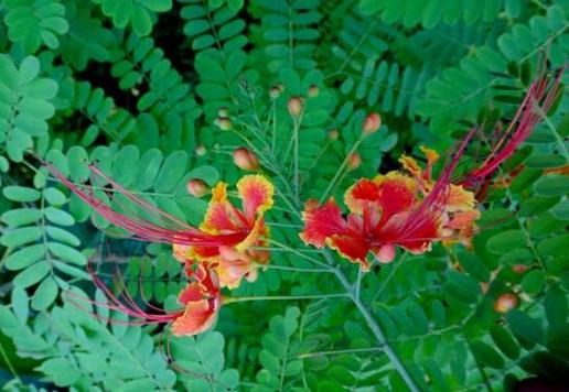 金凤花的养殖方法及注意事项,金凤花的养殖方法及注意事项图片?-第6张图片-优品飞百科 金凤花的养殖方法及注意事项,金凤花的养殖方法及注意事项图片?-第6张图片-优品飞百科