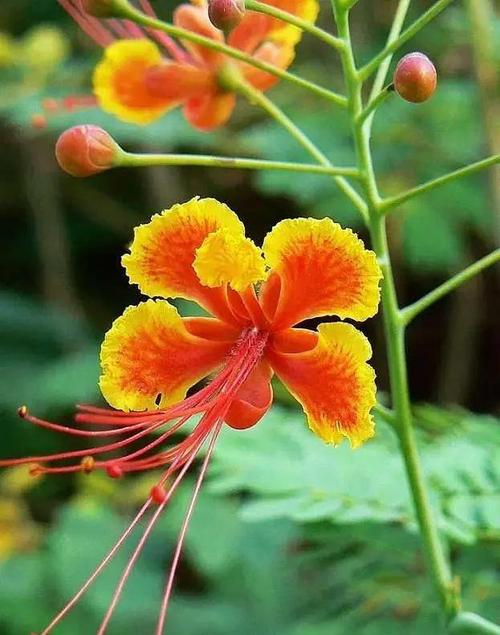 金凤花的养殖方法及注意事项,金凤花的养殖方法及注意事项图片?-第7张图片-优品飞百科 金凤花的养殖方法及注意事项,金凤花的养殖方法及注意事项图片?-第7张图片-优品飞百科