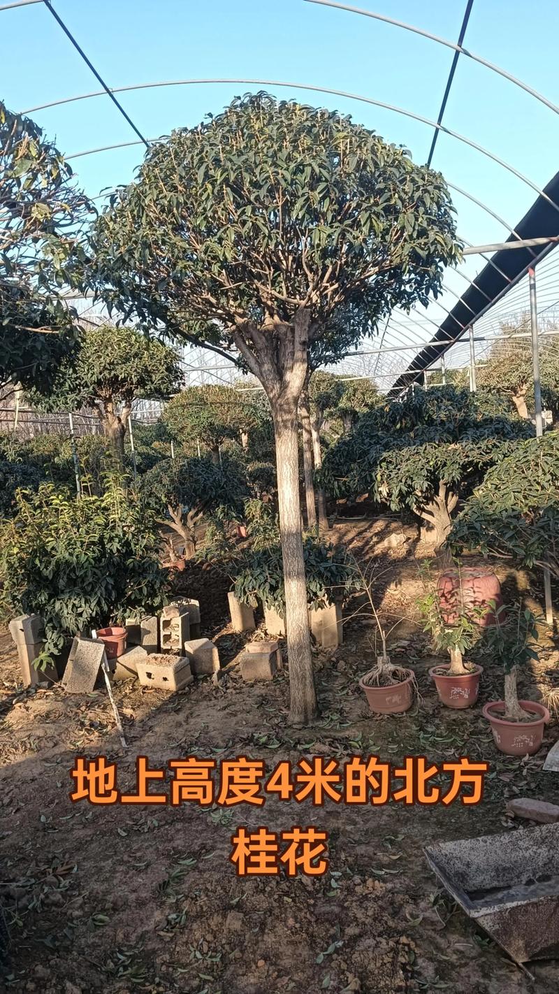 北方桂花可以用什么嫁接？嫁接桂花北方室外越冬？